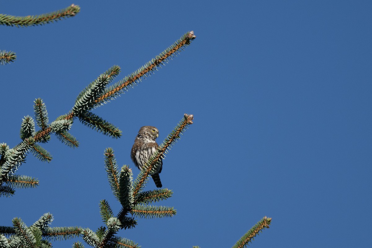 Northern Pygmy-Owl - ML642614753