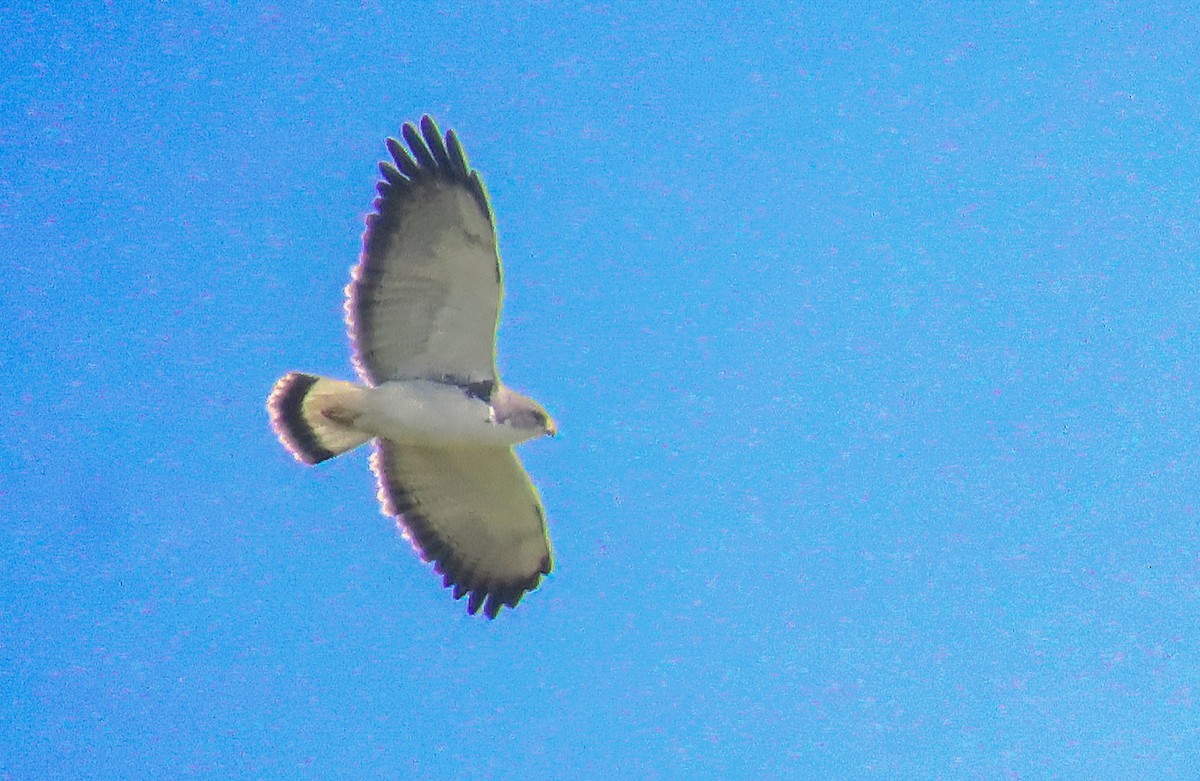 Variable Hawk - ML642614761