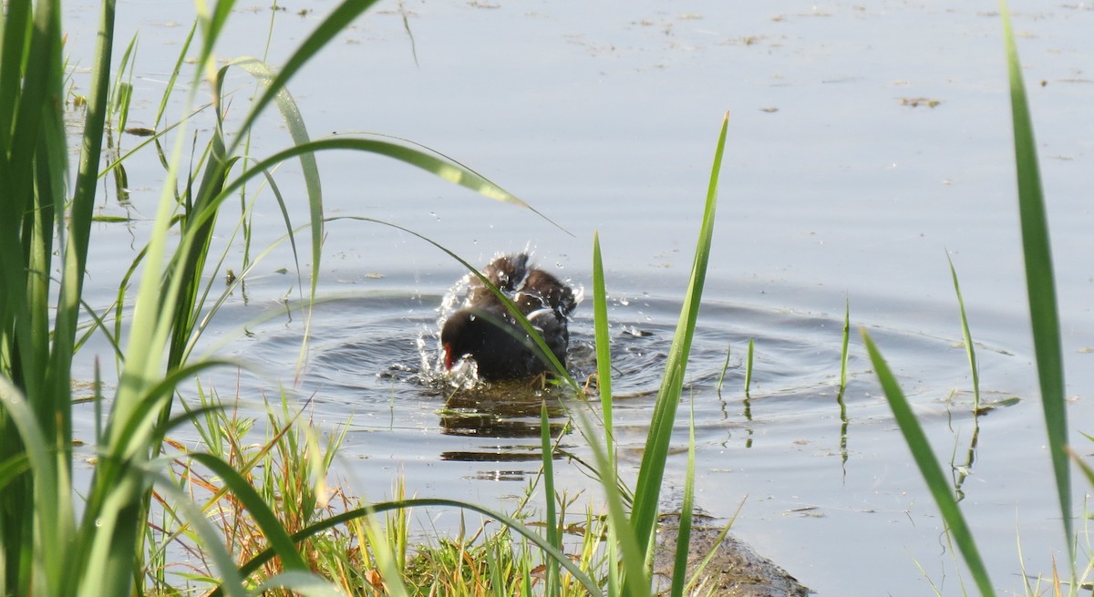 Common Gallinule - ML642614762