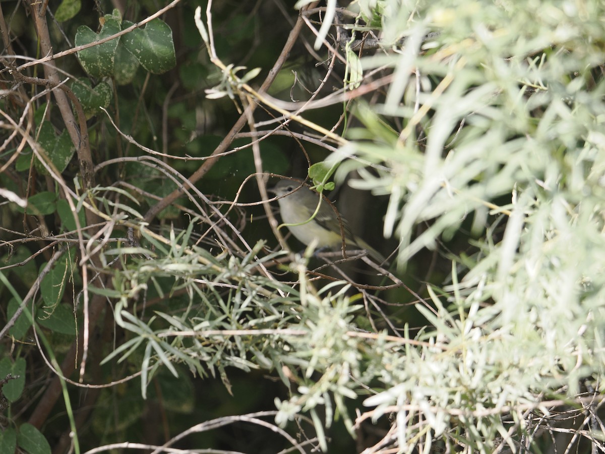 Bell's Vireo - ML642614763