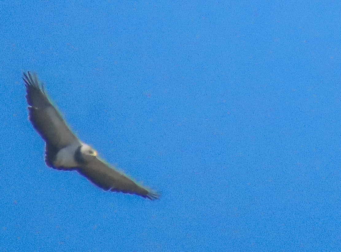 Black-chested Buzzard-Eagle - ML642614775