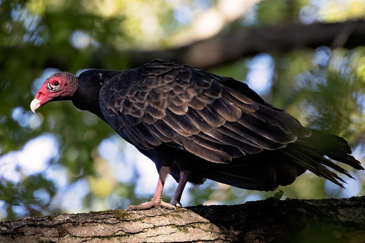 Turkey Vulture - ML642614776