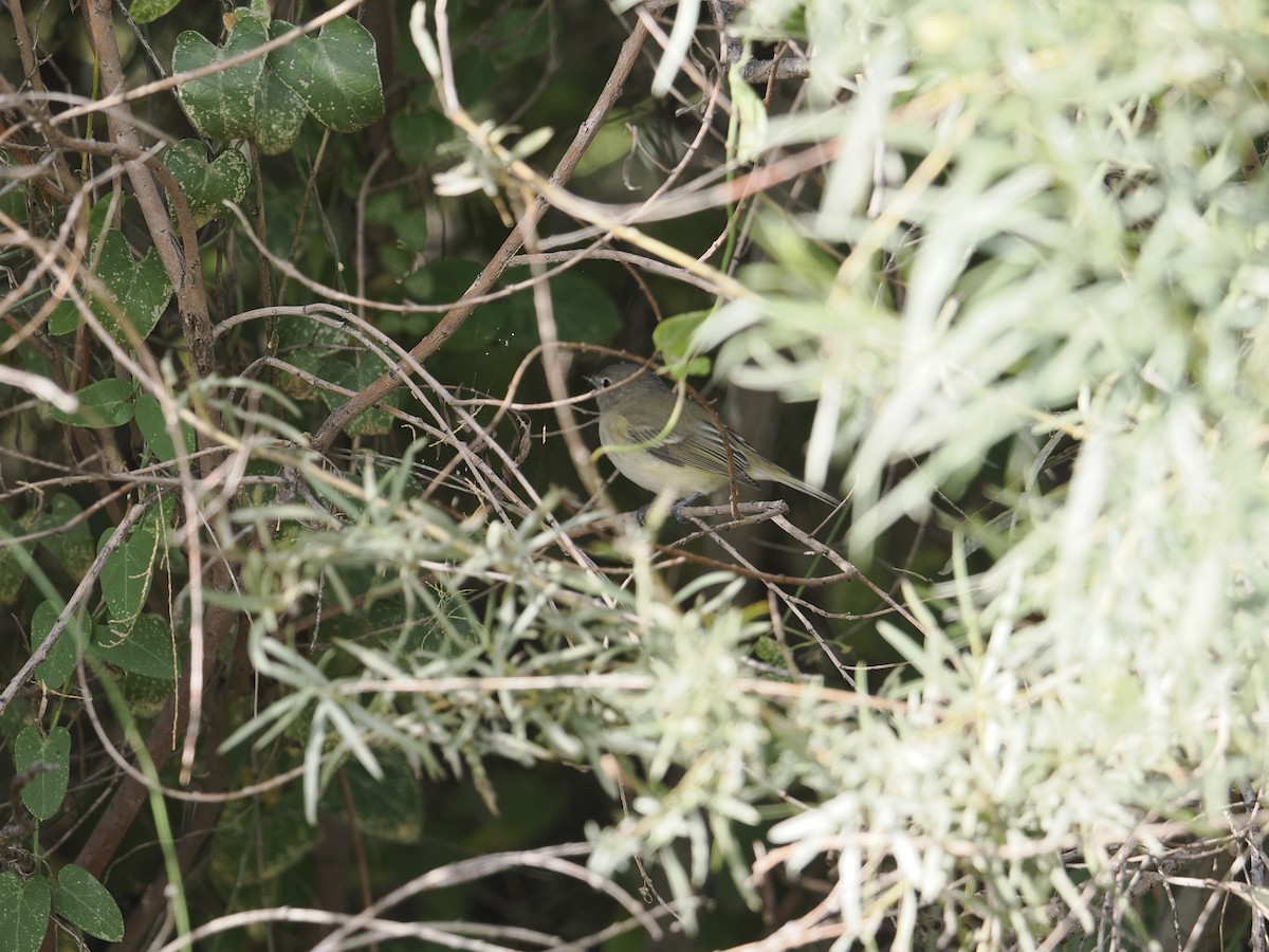 Bell's Vireo - ML642614778