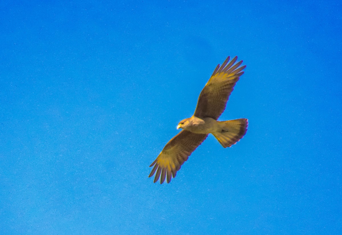 Chimango Caracara - ML642614779