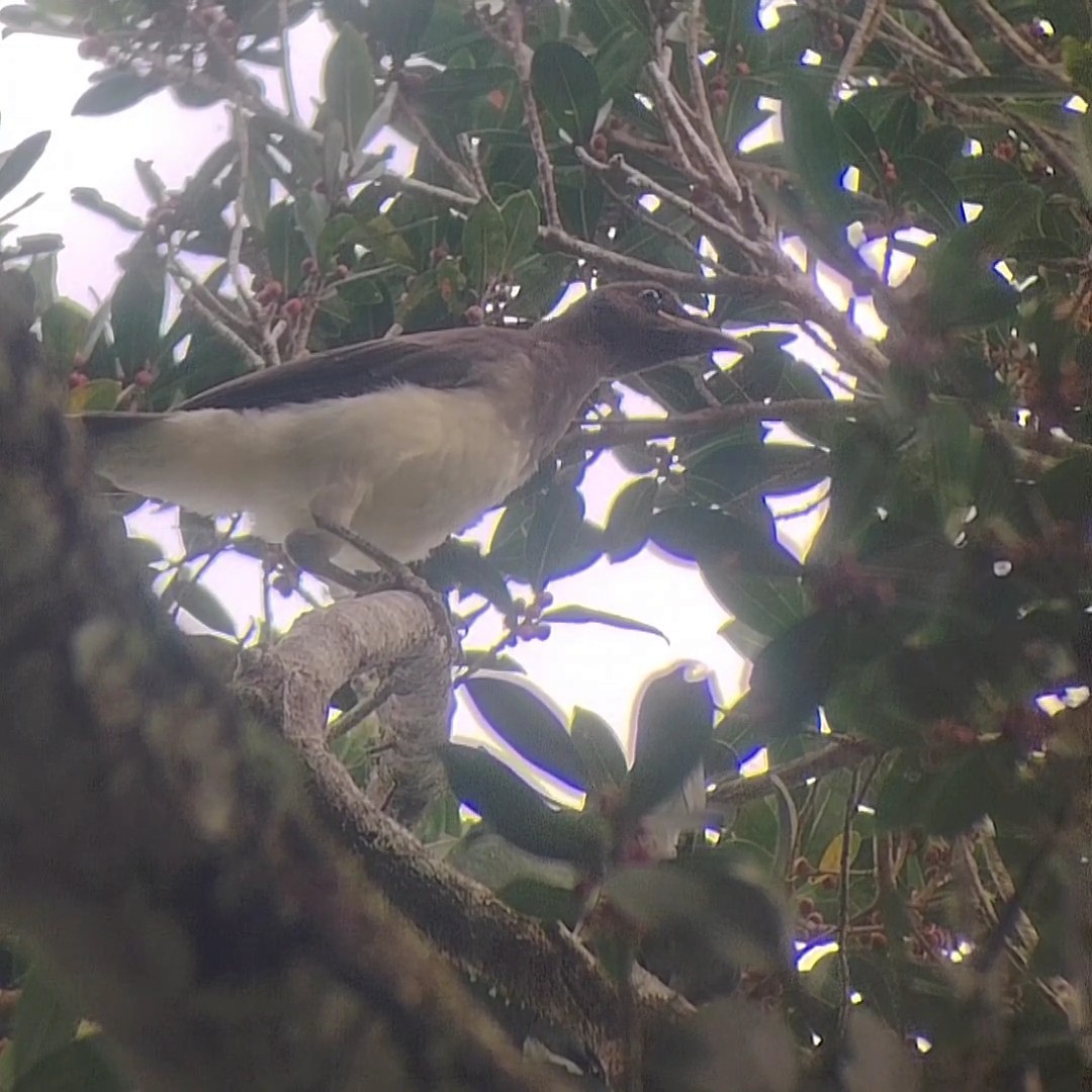 Brown Jay - ML642614780