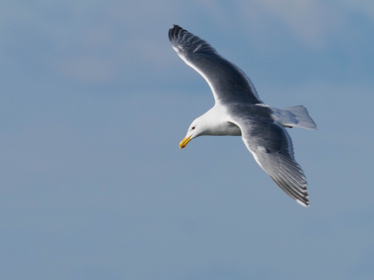Glaucous-winged Gull - ML642614785
