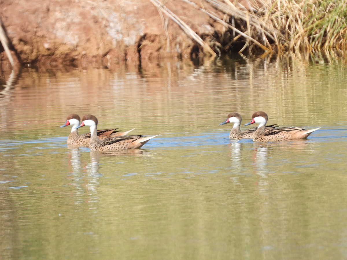 White-cheeked Pintail - ML642614786