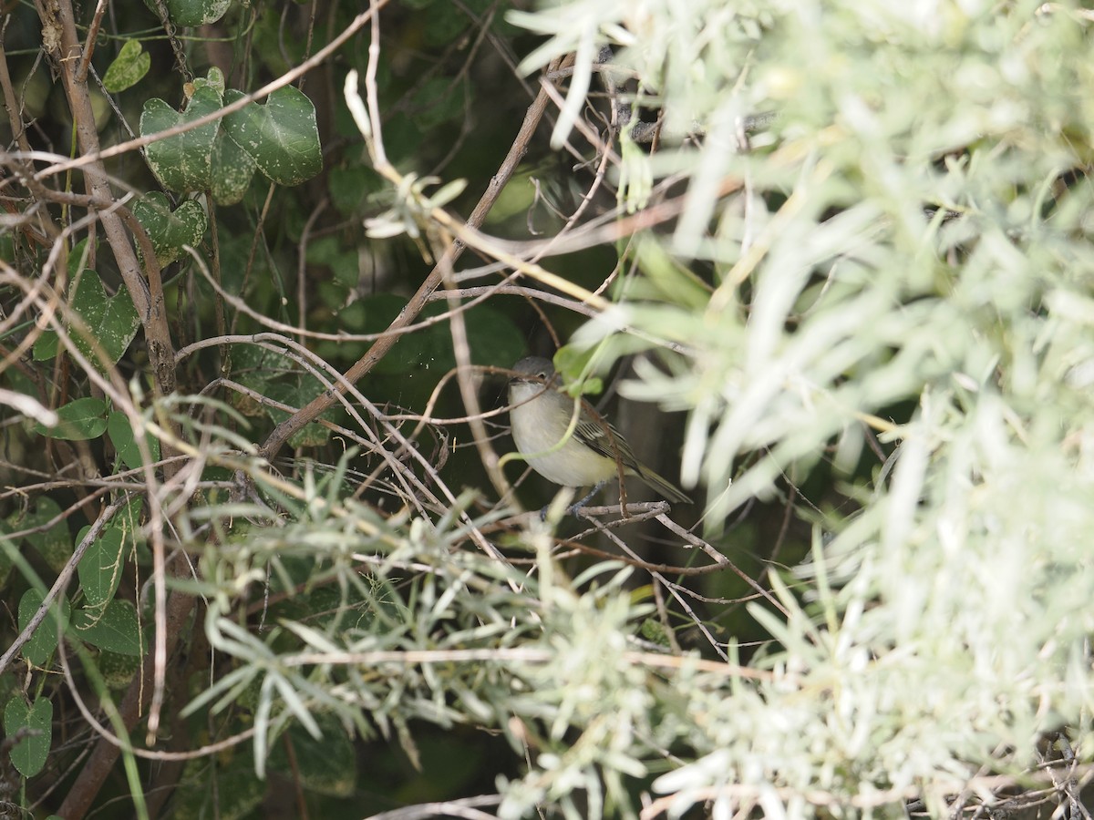 Bell's Vireo - ML642614800