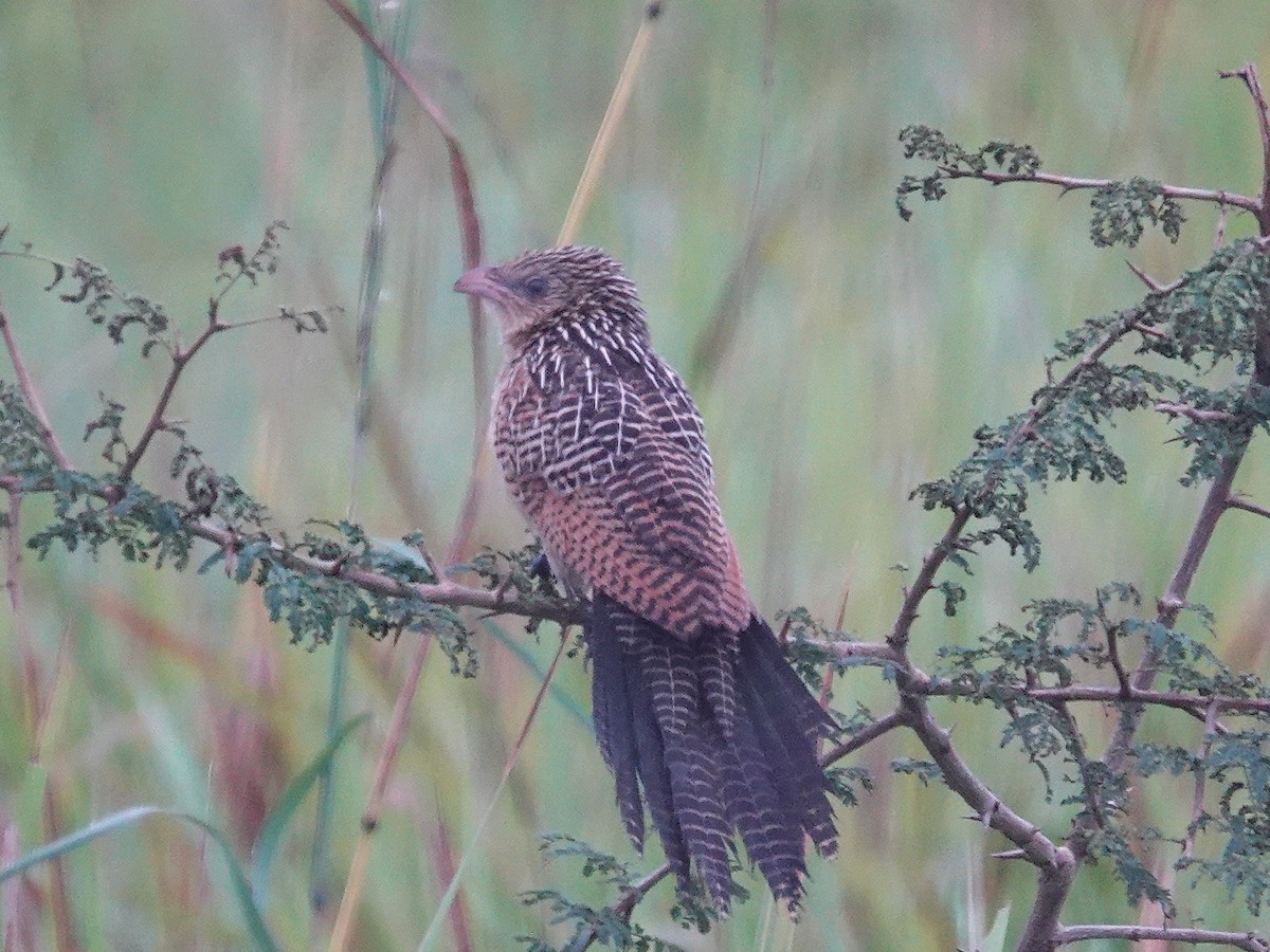 Black Coucal - ML642614805