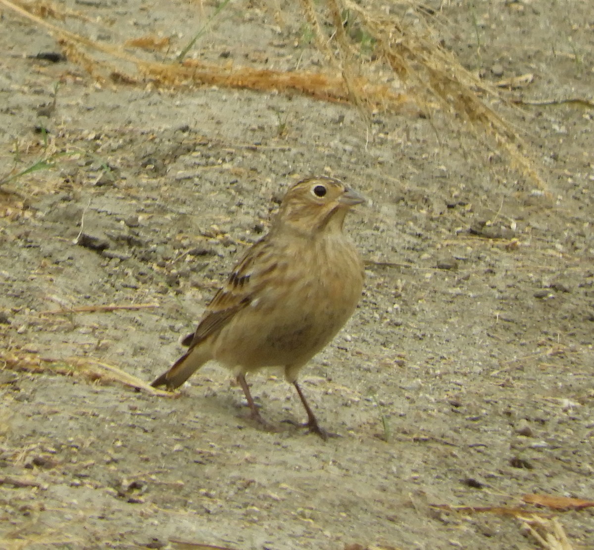 Chestnut-collared Longspur - ML642614853