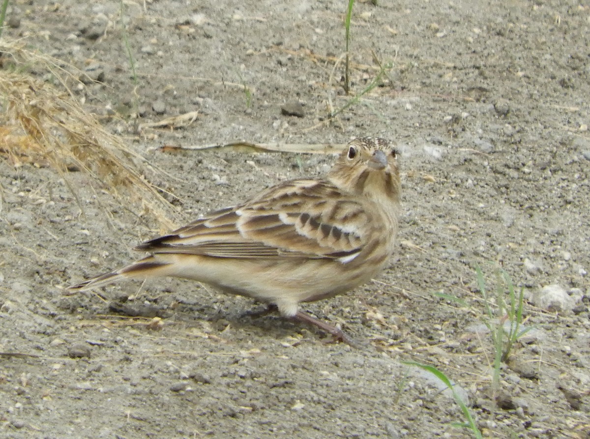 Chestnut-collared Longspur - ML642614854