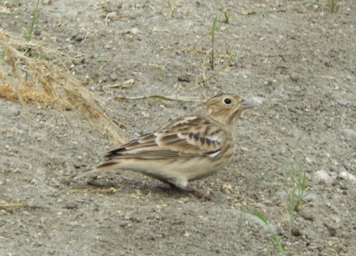 Chestnut-collared Longspur - ML642614855