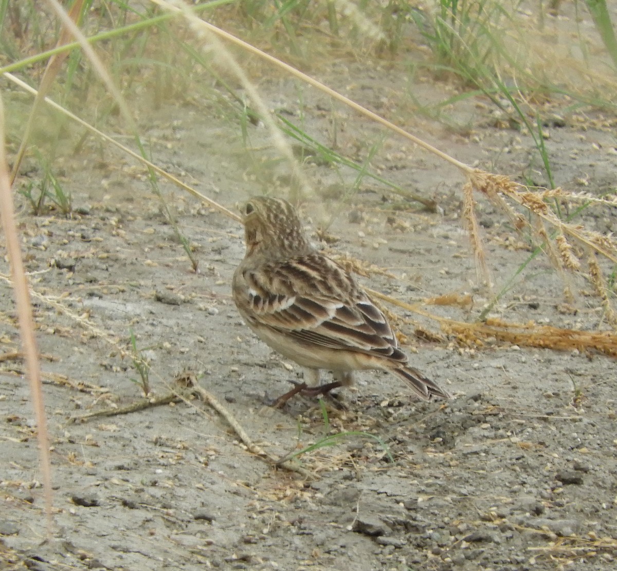 Chestnut-collared Longspur - ML642614856