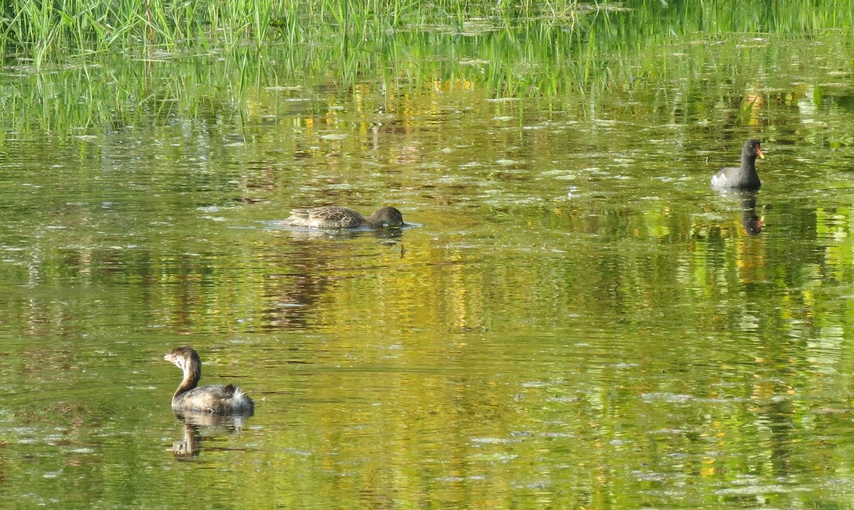 Pied-billed Grebe - ML642614860