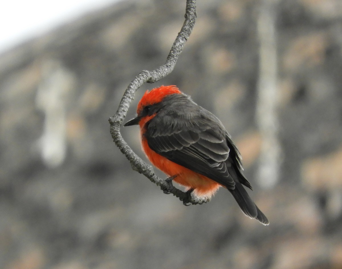 Vermilion Flycatcher - ML642614862