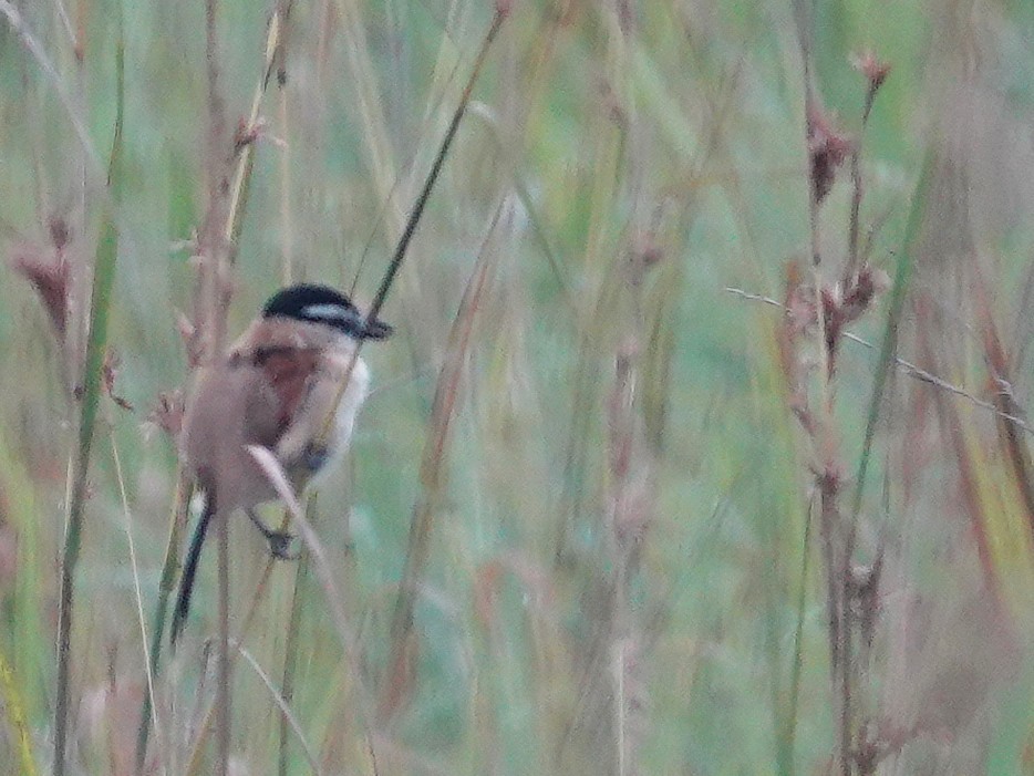 Marsh Tchagra (Marsh) - ML642614865