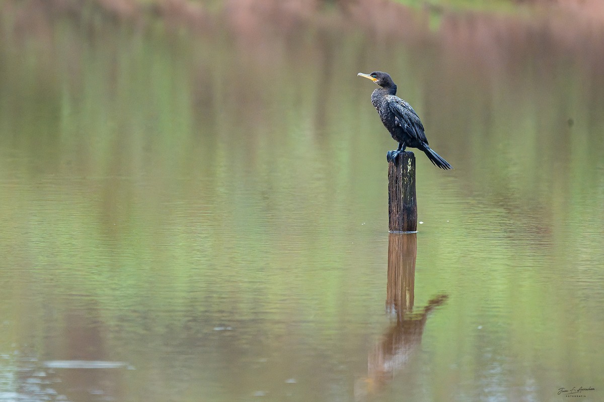 Neotropic Cormorant - ML642614872