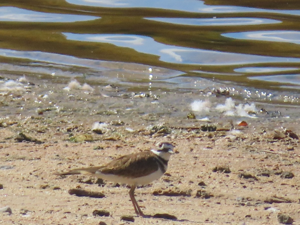 Killdeer - ML642614873