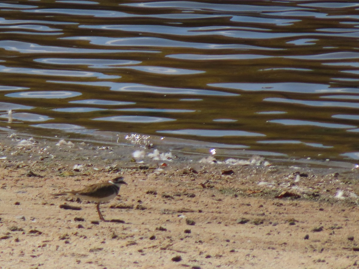 Killdeer - ML642614875