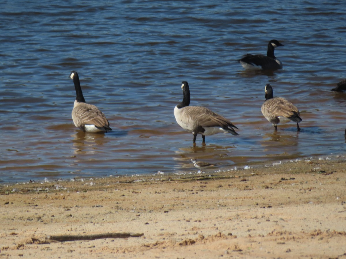 Killdeer - ML642614878