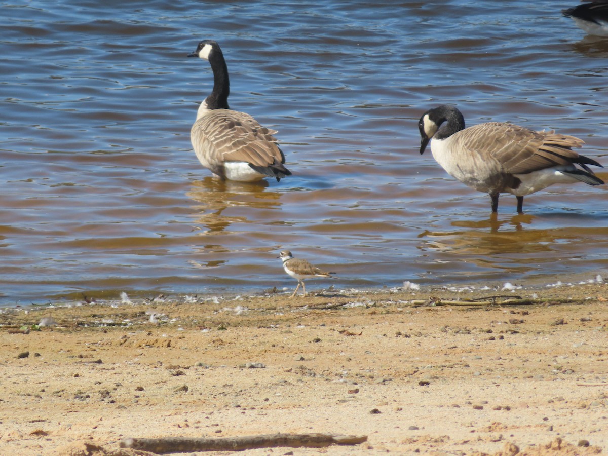 Killdeer - ML642614879