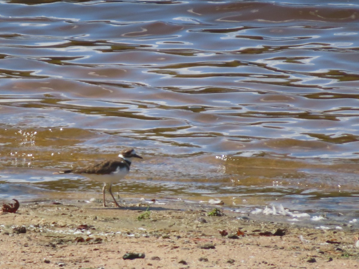 Killdeer - ML642614880
