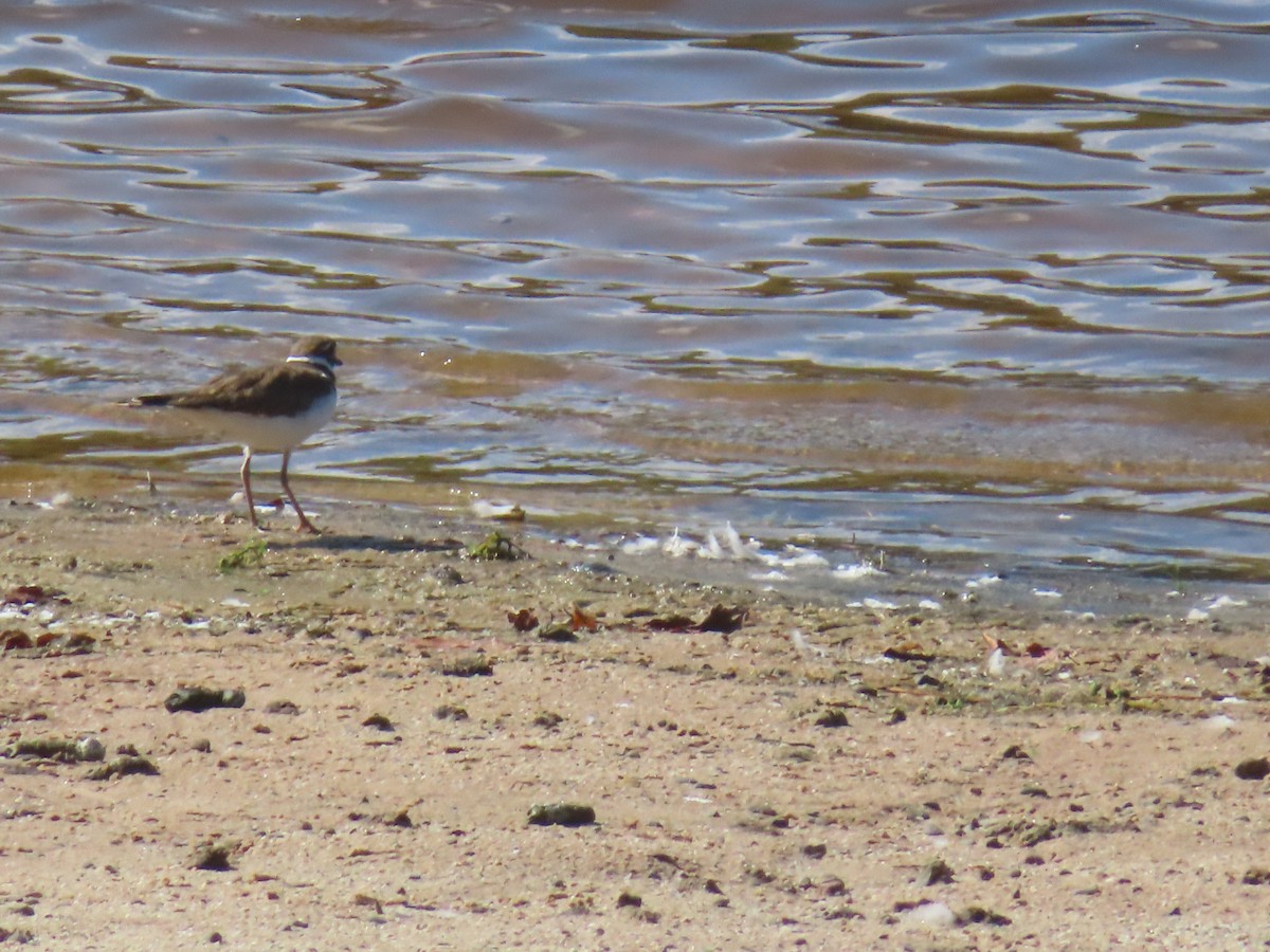 Killdeer - ML642614881