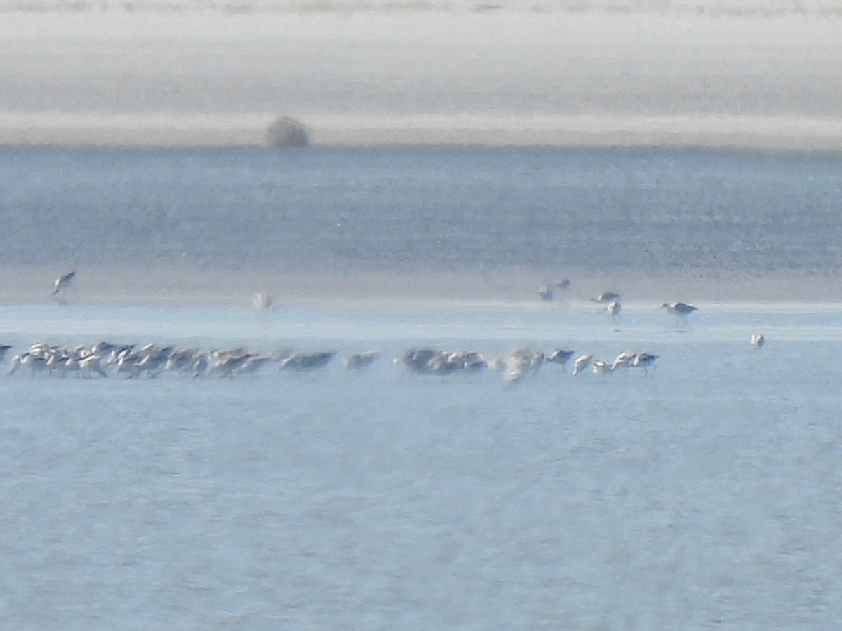 American Avocet - ML642614882