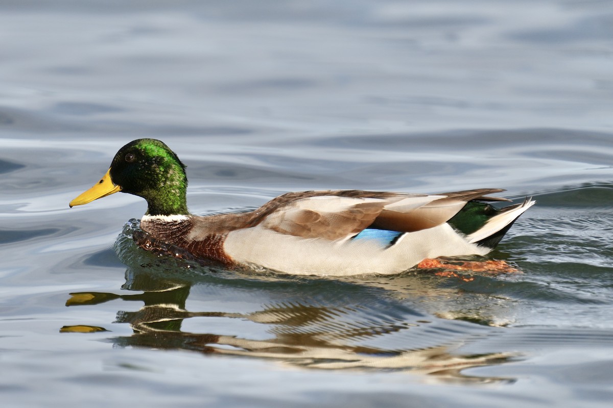 Mallard - ML642614884