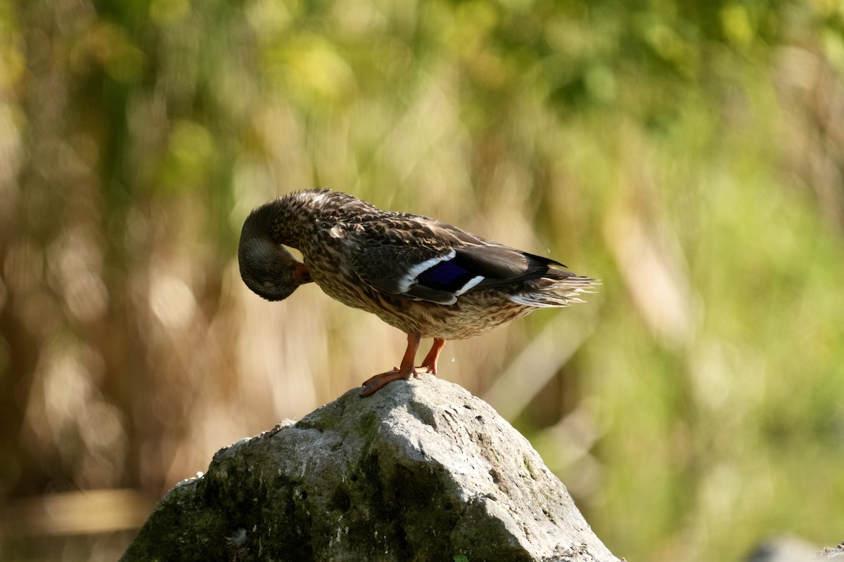 Mallard - ML642614885