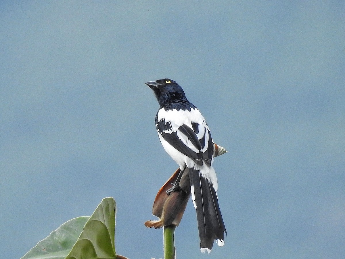 Magpie Tanager - ML642614888