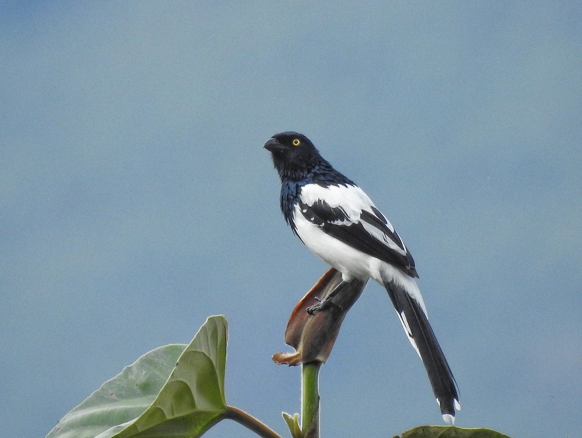 Magpie Tanager - ML642614889