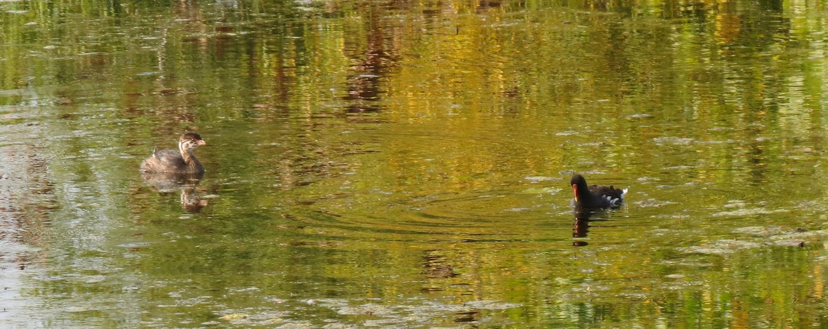 Pied-billed Grebe - ML642614903
