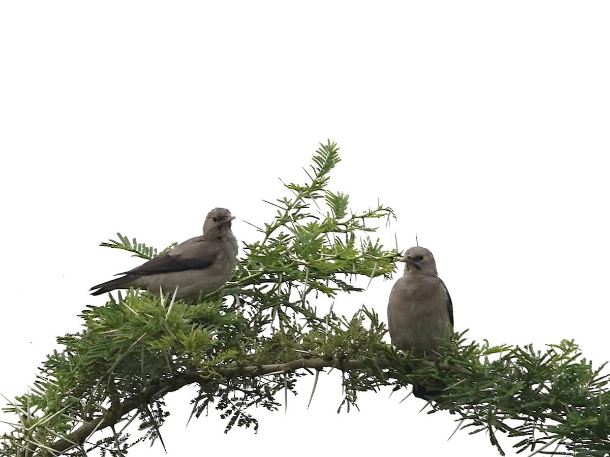 Wattled Starling - ML642614904