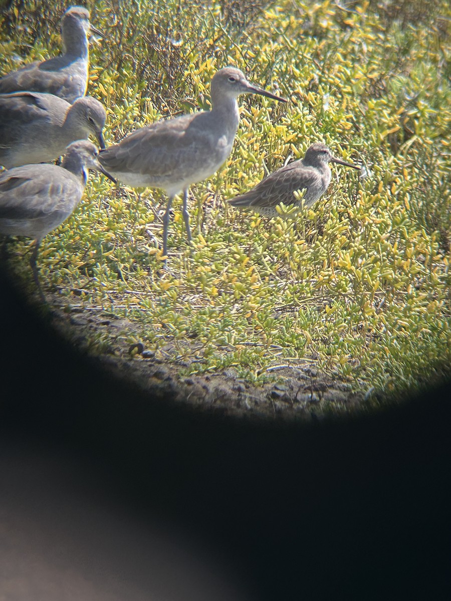 Short-billed Dowitcher - ML642614908