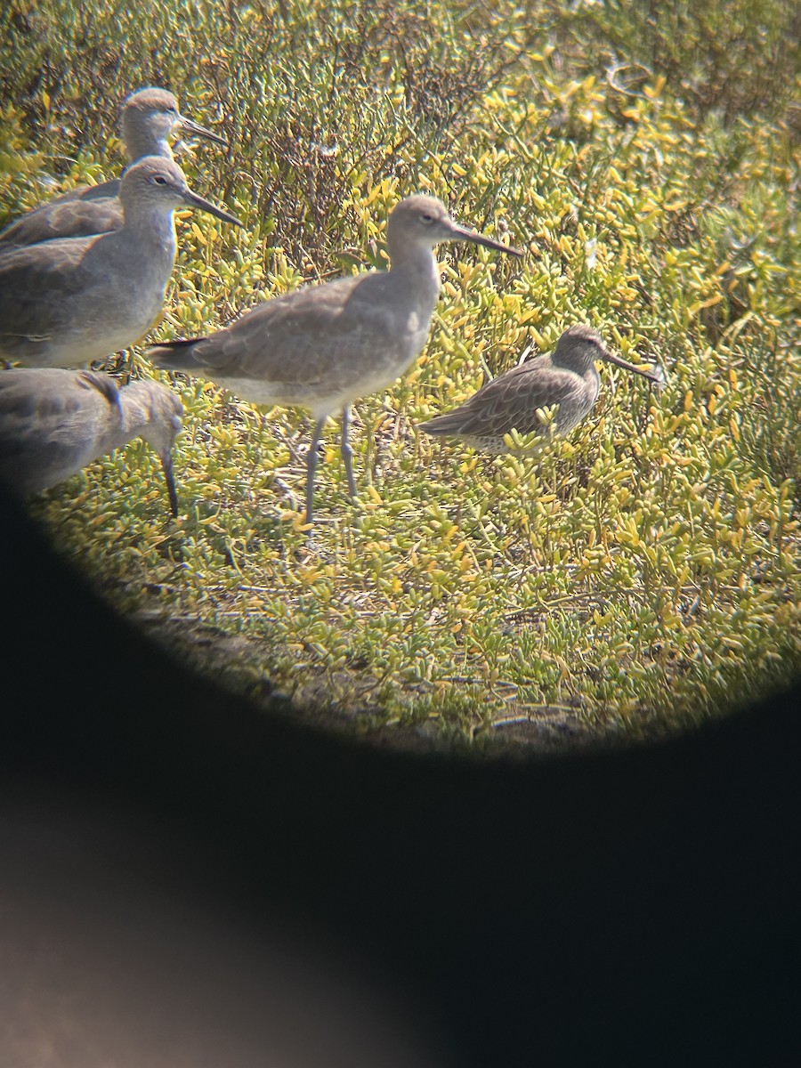 Short-billed Dowitcher - ML642614910