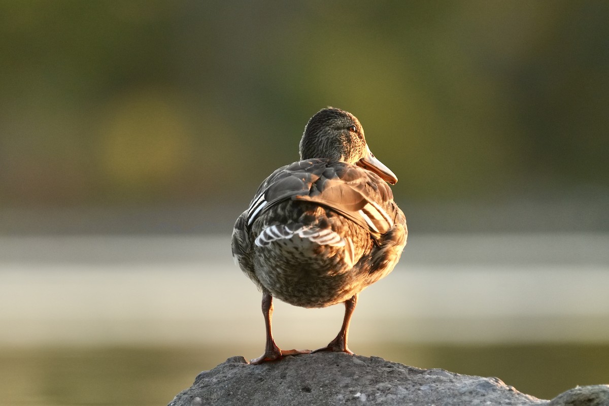 Mallard - ML642614921