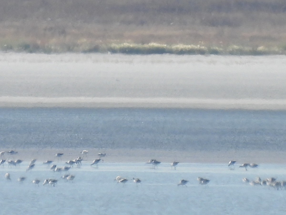 American Avocet - ML642614922