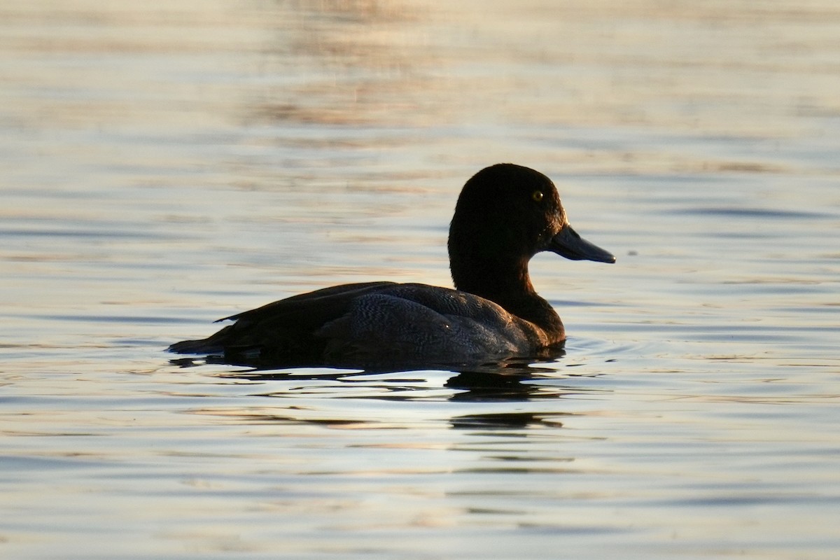 Greater Scaup - ML642614934