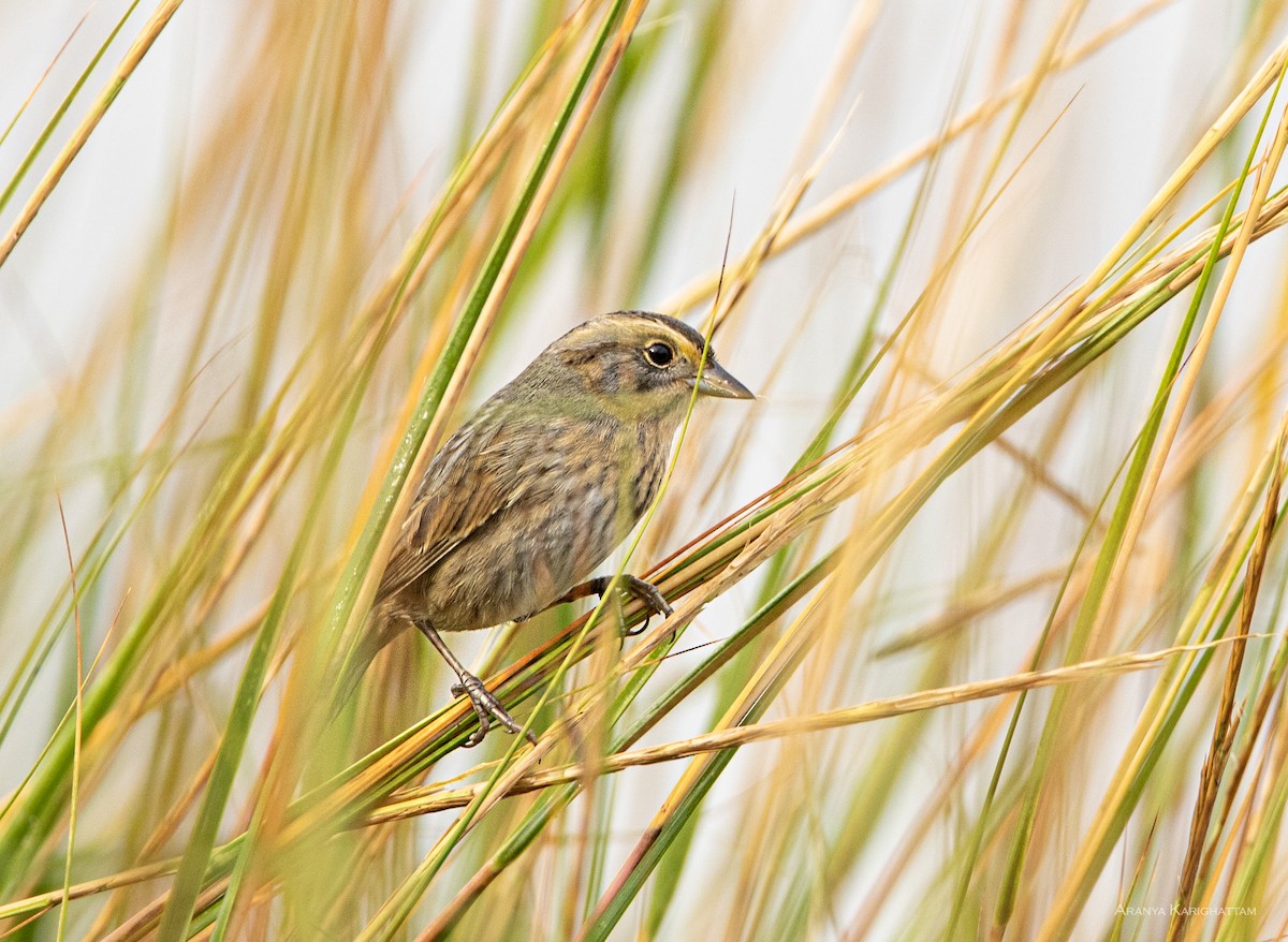 Nelson's/Saltmarsh Sparrow (Sharp-tailed Sparrow) - ML642614936