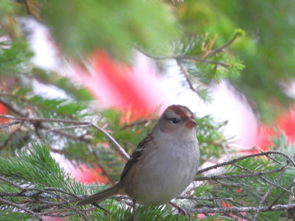 White-crowned Sparrow - ML642614949