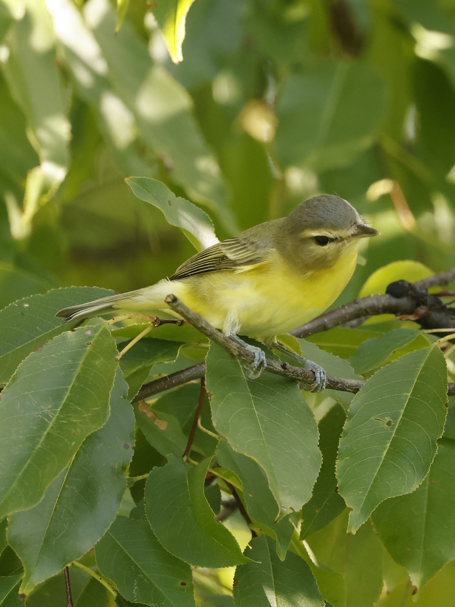 Philadelphia Vireo - ML642614952