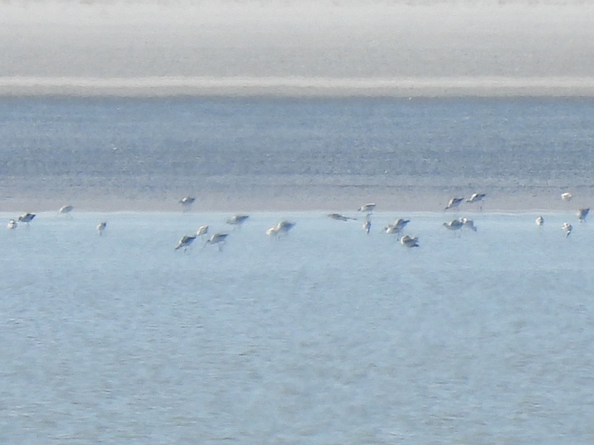 American Avocet - ML642614953