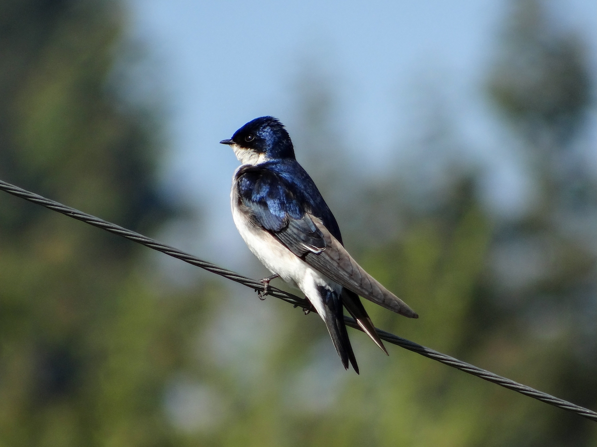 Chilean Swallow - ML642614954