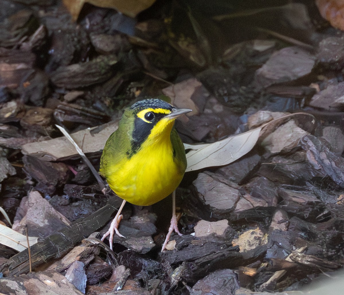 Kentucky Warbler - ML642614966