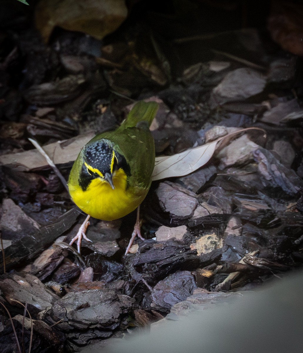 Kentucky Warbler - ML642614967