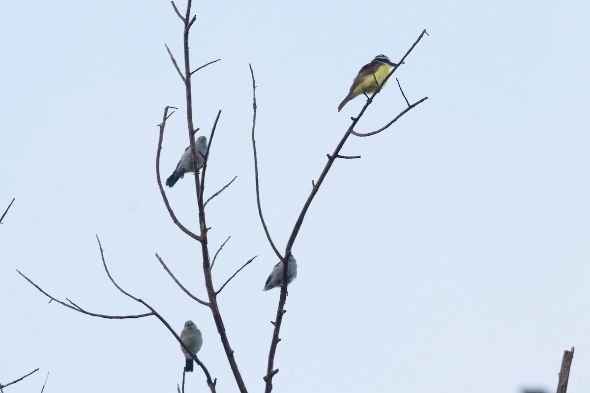 Blue-gray Tanager - ML642614969