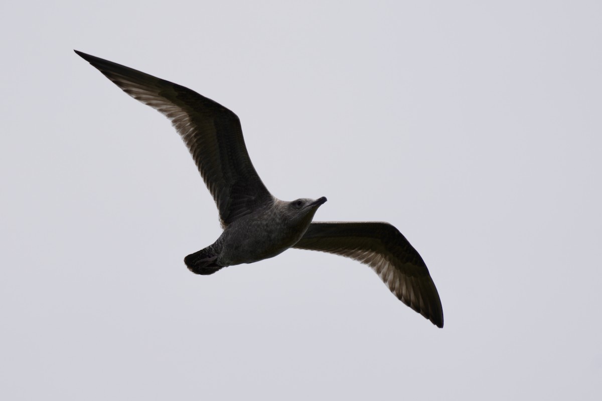American Herring Gull - ML642614975