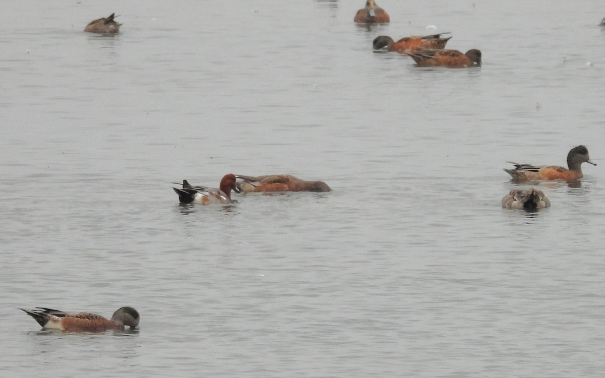 Eurasian Wigeon - ML642614978