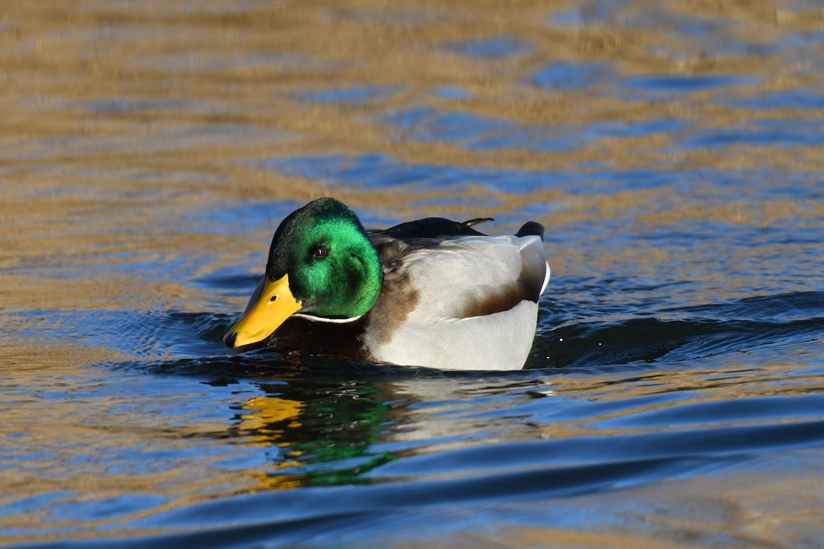Mallard - ML642614987